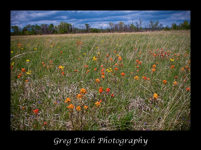 Cherokee Prairie Natural Area – Arkansas