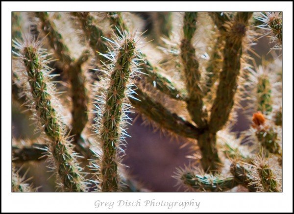 Cactus near Chloride Arizona