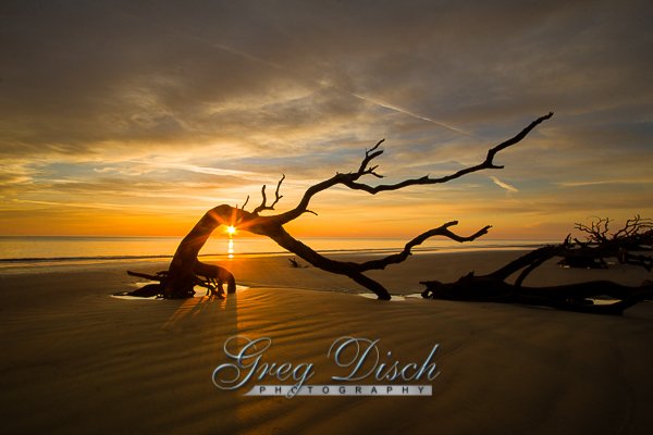 Driftwood Beach Jekyll Island Georgia