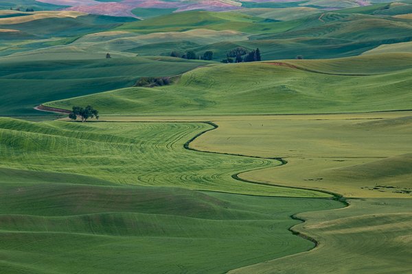 The Palouse