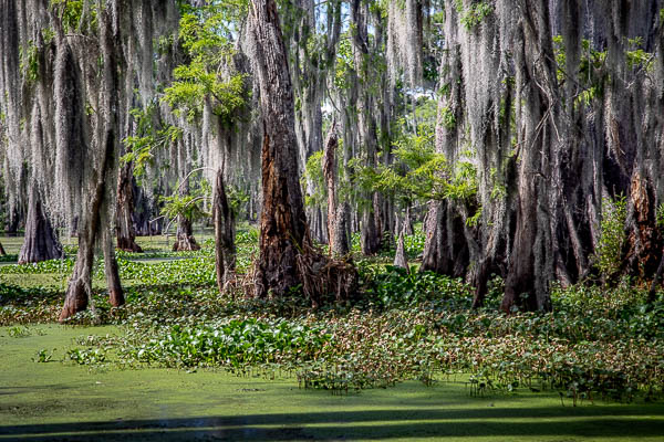 Lake Martin Louisiana Swamp Greg Disch Photography