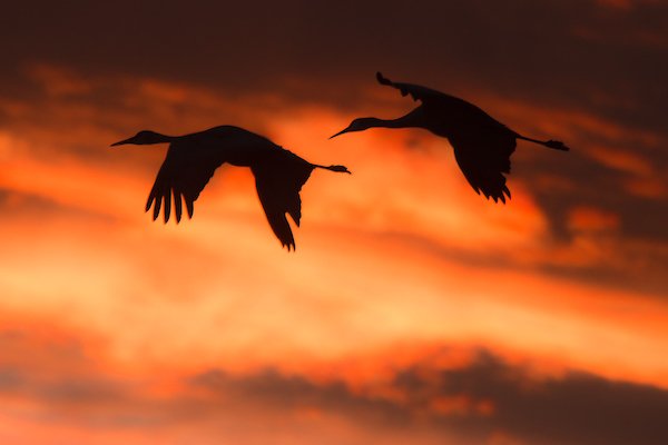 Bosque del Apache National Wildlife Refuge