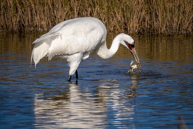 Aransas National Wildlife Refuge