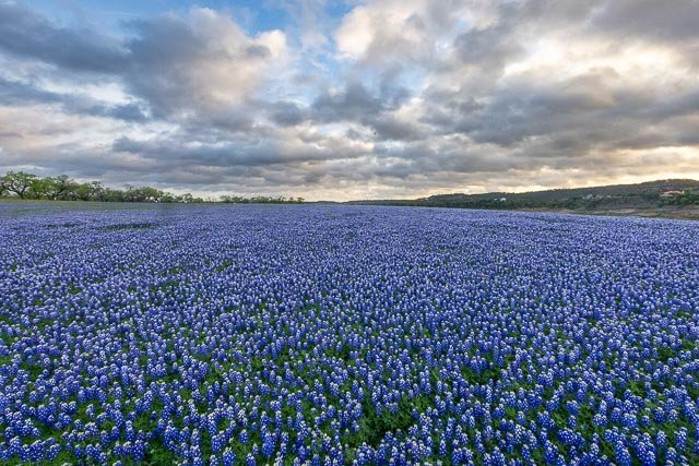 Muleshoe Bend Bluebonnets