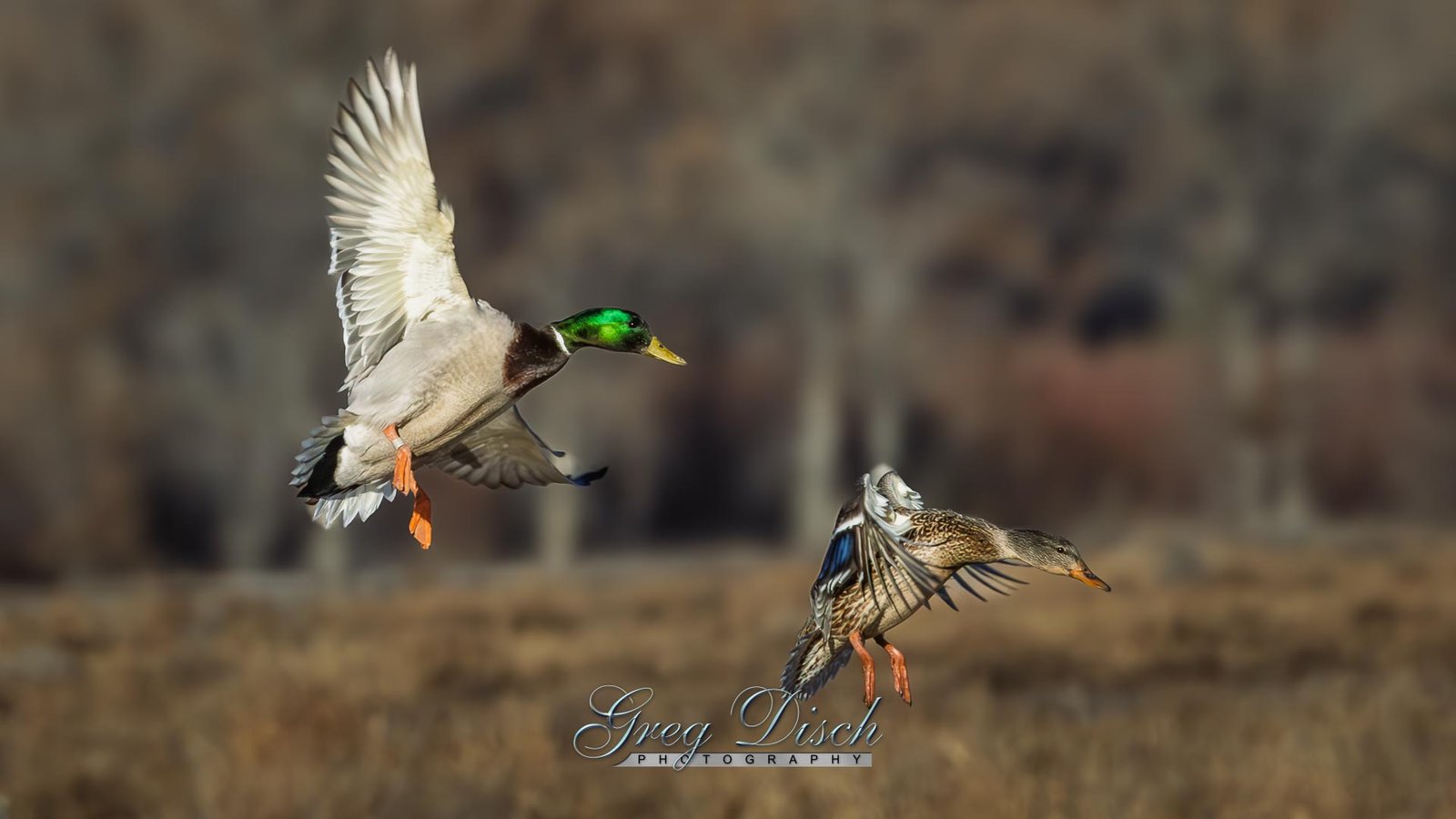 Mallard Duck February 2026 Free Wallpaper