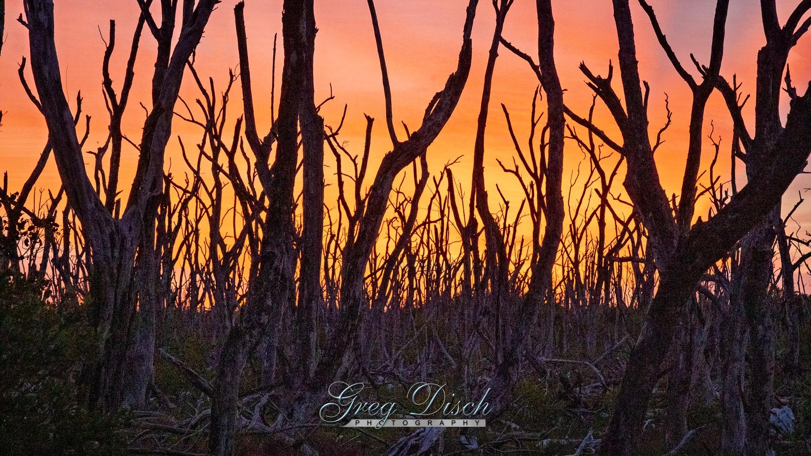 Ghost Forest – Everglades April 2026 Free Wallpaper