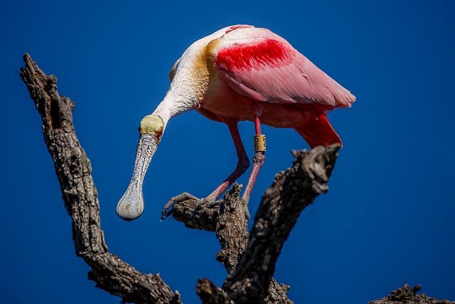 Roseate Spoonbill April 2023 Bird of the Month